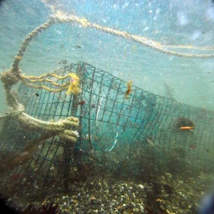 Study looks at effects of lost fishing gear off southwestern Nova Scotia